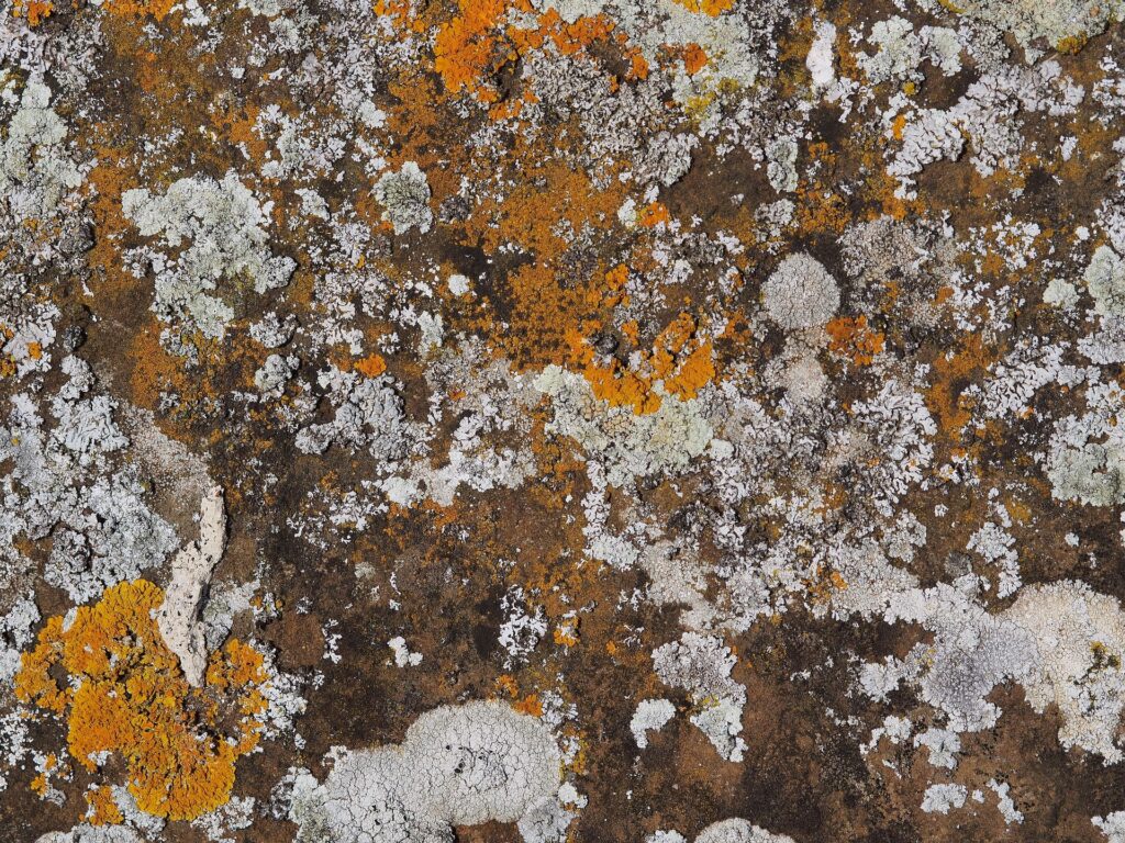 Aitoff Lichen 620136 1920 1024x768