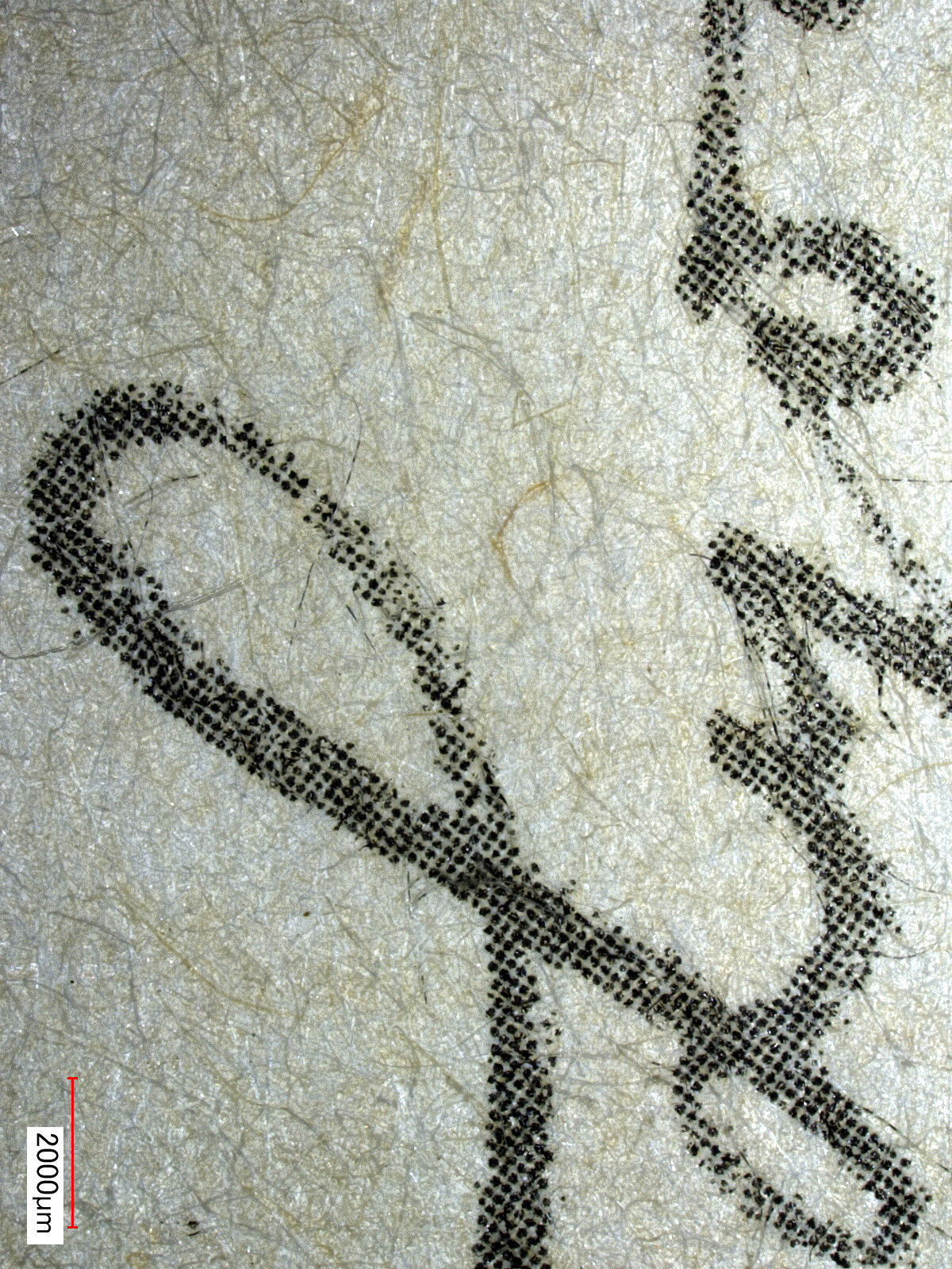 papier detail mikroskop