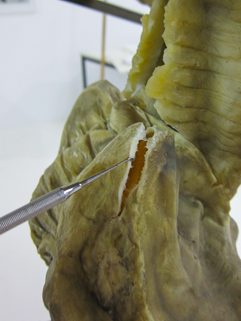 alien rest detail